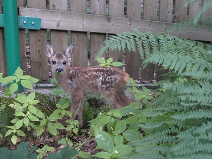 FOTKA - V ZOO Dn vypiplali mld srnky pinesen z lesa