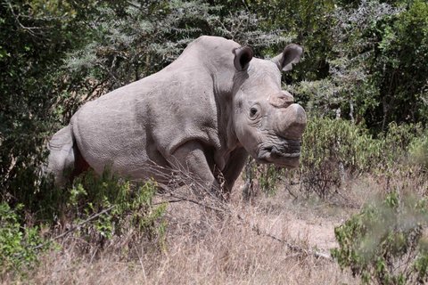 FOTKA - Krlovdvort nosoroci se v Keni opakovan pili