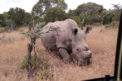 FOTKA - Krlovdvort nosoroci se v Keni opakovan pili