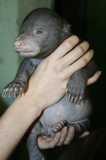 FOTKA - Medvd pilo o prsty, i tak je radost z prstku velik