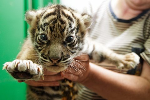FOTKA - Tet generac praskch tygr sumaterskch jsou dv holky