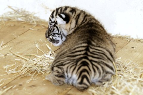 FOTKA - Tet generac praskch tygr sumaterskch jsou dv holky