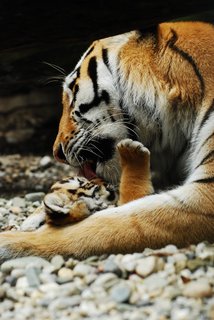FOTKA - Mlata tygra ussurijskho u maj jmna