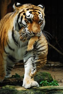 FOTKA - Mlata tygra ussurijskho u maj jmna