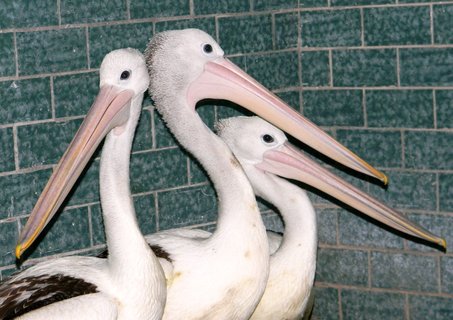 FOTKA - Ve Dvoe Krlov nov druh - pelikni australt
