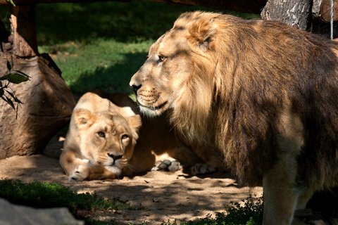 FOTKA - Do ZOO za korunu na oslavu lvch narozenin