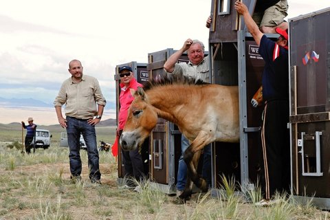 FOTKA - Nvrat divokch kon prospje i Mongolm