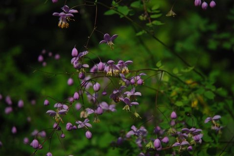 FOTKA - Ostravskou ZOO v tchto dnech zdob kvetouc trvalky