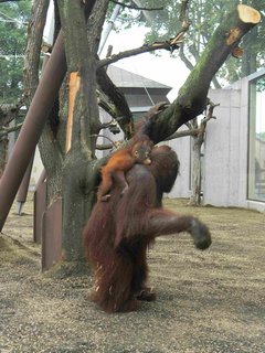 FOTKA - V krlovdvorsk ZOO oteveli kolosln voliru pro lidoopy