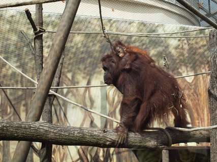 FOTKA - V krlovdvorsk ZOO oteveli kolosln voliru pro lidoopy