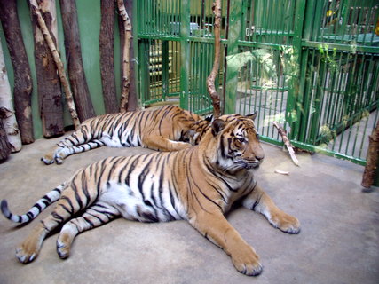 FOTKA - Nezapomenuteln zitky ze ZOO