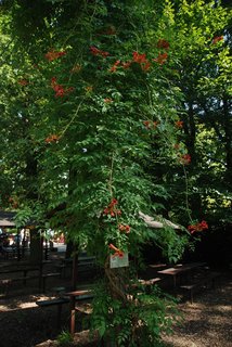 FOTKA - Botanick zajmavosti Zoo Ostrava - popnav rostliny