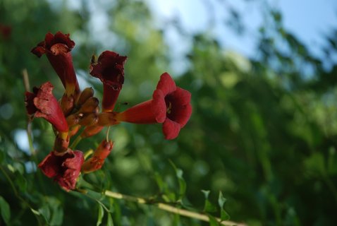 FOTKA - Botanick zajmavosti Zoo Ostrava - popnav rostliny