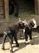 Roztomil kzlata kamerunsk se narodila v zooparku v Chomutov