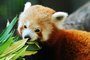 Obří trávy v ostravské ZOO chutnají pandám červeným