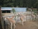 Tip na podzimní výlet - ZOO Olomouc