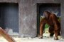 Prask ZOO se rozrostla o dva orangutany sumatersk