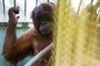 Prask ZOO se rozrostla o dva orangutany sumatersk