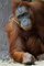 Prask ZOO se rozrostla o dva orangutany sumatersk