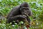 ZOO Praha zahajuje přednáškový cyklus Pomáháme jim přežít