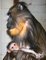 Mandrilové z ústecké ZOO mají hned dvě mláďata