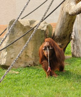 FOTKA - Narozen orangutana bornejskho bylo tak trochu pekvapenm