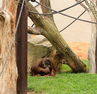 FOTKA - Narozen orangutana bornejskho bylo tak trochu pekvapenm