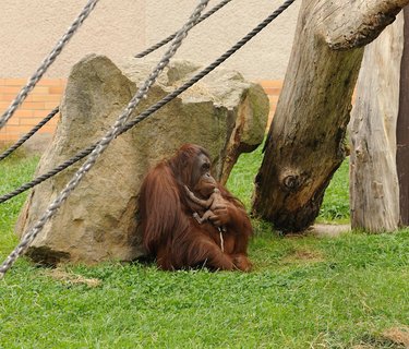 FOTKA - Narozen orangutana bornejskho bylo tak trochu pekvapenm