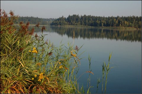 FOTKA - Babnsk rybnk - evropsky vznamn lokalita