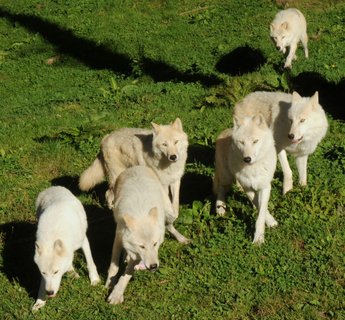 FOTKA - V olomouck ZOO probhl ktinov maraton