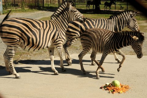 FOTKA - V olomouck ZOO probhl ktinov maraton