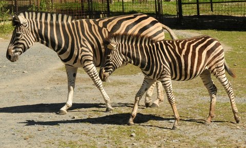 FOTKA - V olomouck ZOO probhl ktinov maraton