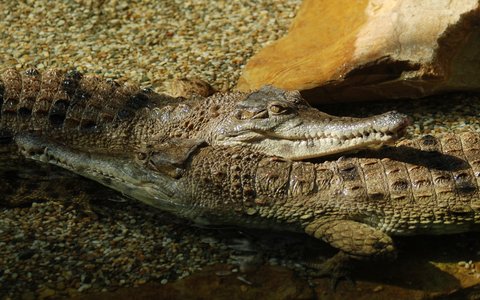 FOTKA - Do ostravsk ZOO picestoval uniktn druh krokodla