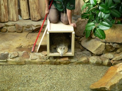 FOTKA - Do ostravsk ZOO picestoval uniktn druh krokodla