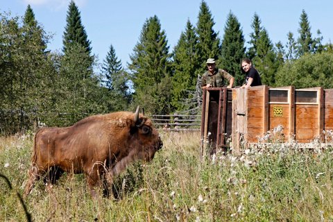 FOTKA - Zubi z prask ZOO nali nov domov v nrodnm parku Bieszczady