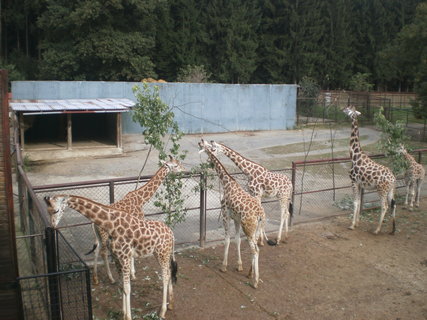 FOTKA - Tip na podzimn vlet - ZOO Olomouc