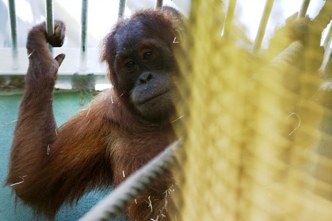 FOTKA - Prask ZOO se rozrostla o dva orangutany sumatersk