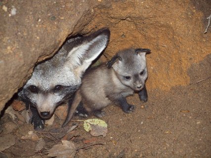 FOTKA - Nov chovn pr ps uatch z krlovdvorsk ZOO vyvedl mlad