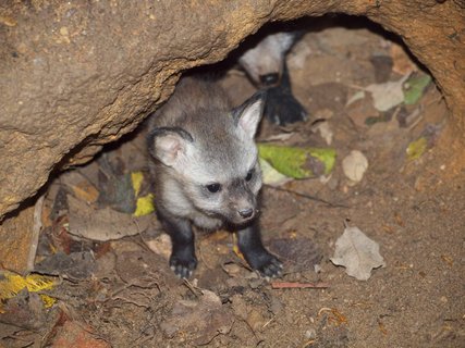 FOTKA - Nov chovn pr ps uatch z krlovdvorsk ZOO vyvedl mlad