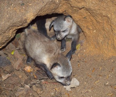 FOTKA - Nov chovn pr ps uatch z krlovdvorsk ZOO vyvedl mlad