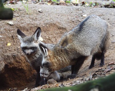 FOTKA - Nov chovn pr ps uatch z krlovdvorsk ZOO vyvedl mlad