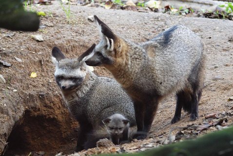 FOTKA - Nov chovn pr ps uatch z krlovdvorsk ZOO vyvedl mlad