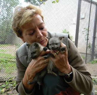 FOTKA - Nov chovn pr ps uatch z krlovdvorsk ZOO vyvedl mlad