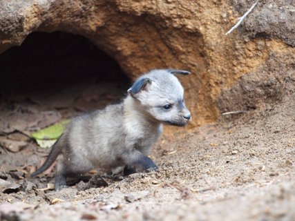 FOTKA - Nov chovn pr ps uatch z krlovdvorsk ZOO vyvedl mlad