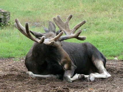 FOTKA - Stockholm - Skansen