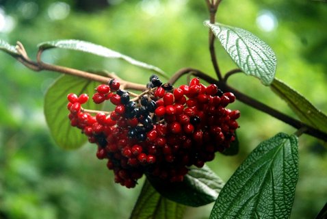 FOTKA - Botanick zajmavosti v ZOO Ostrava  kalina, kdoulovec a zimolez