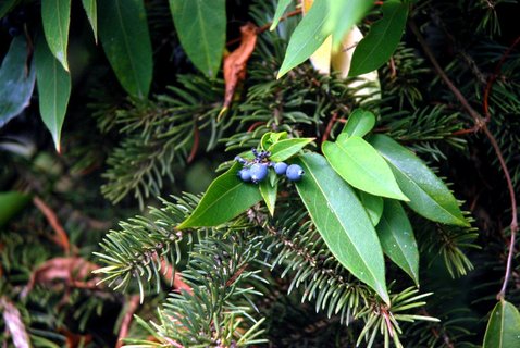 FOTKA - Botanick zajmavosti v ZOO Ostrava  kalina, kdoulovec a zimolez