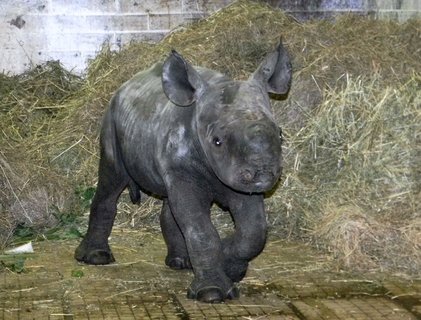 FOTKA - Krlovdvorsk ZOO hls dal svtov spch v chovu nosoroc