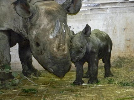 FOTKA - Krlovdvorsk ZOO hls dal svtov spch v chovu nosoroc