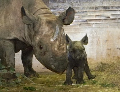 FOTKA - Krlovdvorsk ZOO hls dal svtov spch v chovu nosoroc